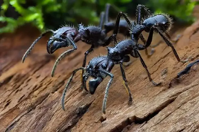 Anticipando la multitud: cómo las hormigas utilizan su intuición social para evitar lugares abarrotados de hormigas.