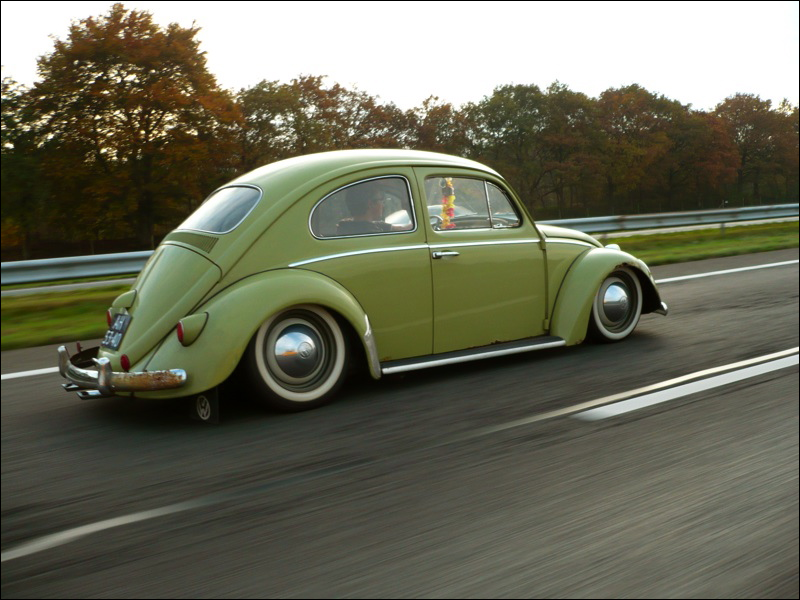 Mango The Slammed Rat Bug Posted by Hellonwheels at 344 PM