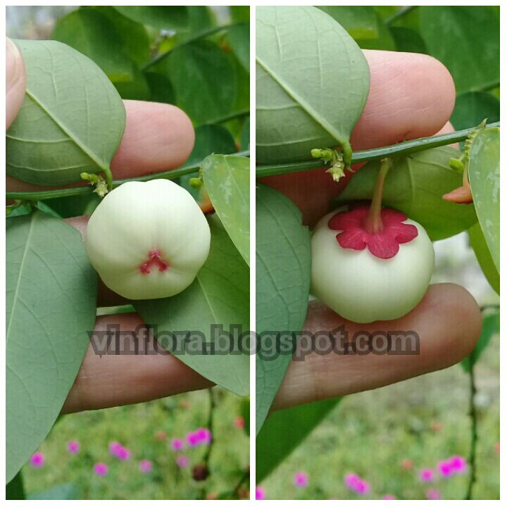 Gambar Daun Katuk Bunga Katuk dan Buah  Katuk VinFlora