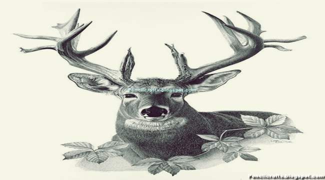 Deer Head Drawings