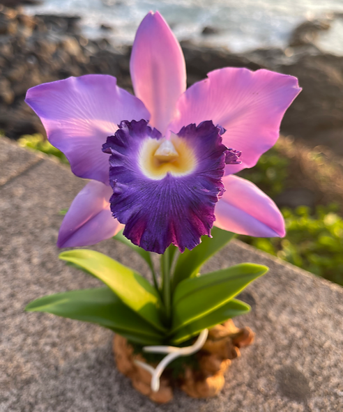 Cattleya: Conocida por sus flores grandes y fragantes, la Cattleya es una orquídea ideal para ocasiones especiales.