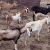 CONIAF impulsa crianza sostenible de ovinos y caprinos en región Sur
