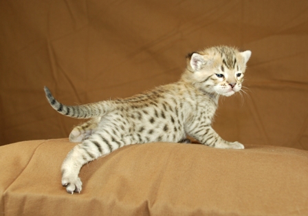 Savannah Cat Savannah Cat Posted by Jack at 0603