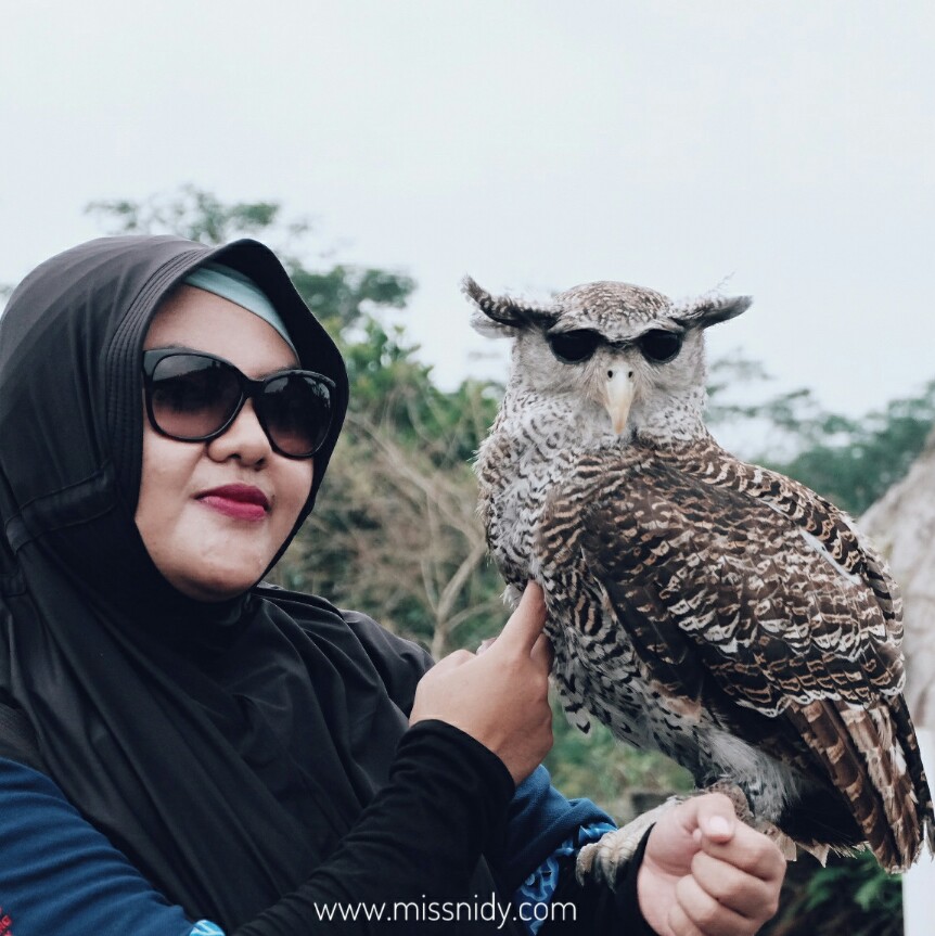 foto dengan burung hantu di yogyakarta