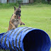 Dog Agility Training