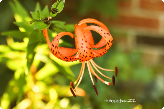 Turk's Cap 8-1_with logo
