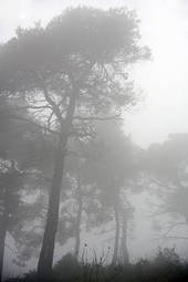 foggy-atmosphere