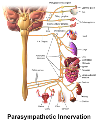 Parasympathetic Innervation.