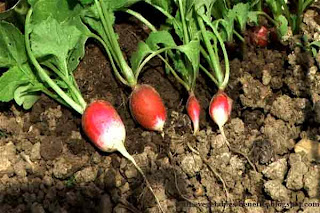 benefits_of_eating_radishes_fruits-vegetables-benefits.blogspot.com(benefits_of_eating_radishes_6)