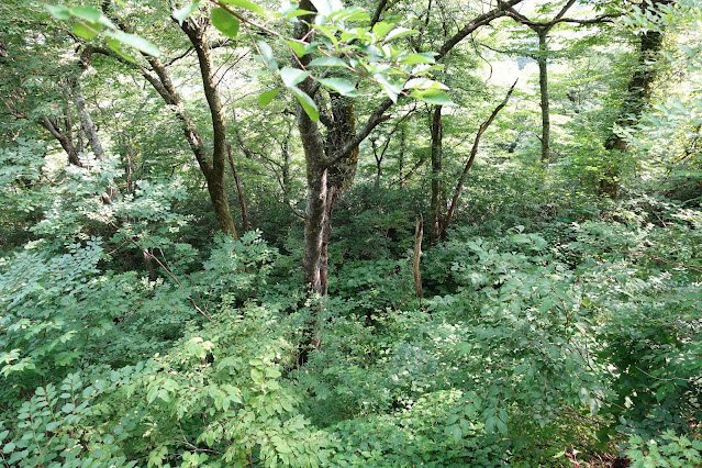 大山寺周辺の大山環状道路