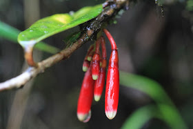 Siphonandra elliptica on the Way to Colpa Lodge [13.3143 S, 72.6272 W]