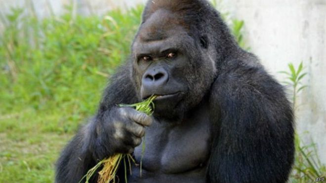 Mungkinkah Manusia Bisa Dilatih agar Memiliki Fisik Sekuat Gorila?
