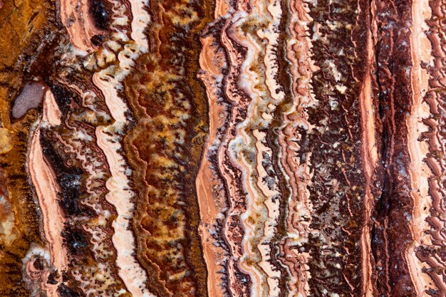 The Beauty and Importance of Pecan Tree Bark