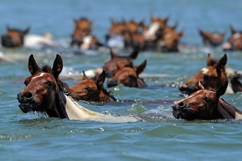 chincoteague-pony-swim-5