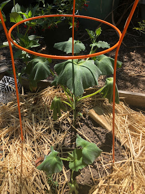 Squash plants