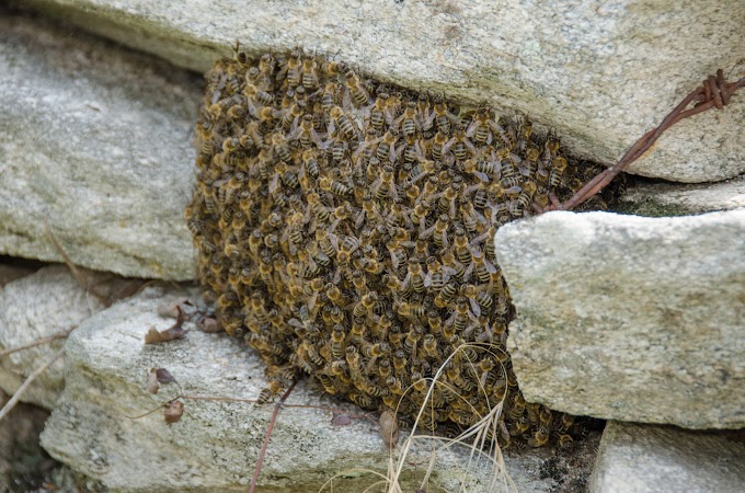 Роење на пчели - фаќање на рој пчели - 05.08.2018