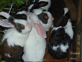 Prevenção da lepra dos coelhos
