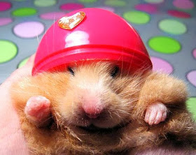 Funny animals of the week - 21 February 2014 (40 pics), cute hamster wearing tiny helmet
