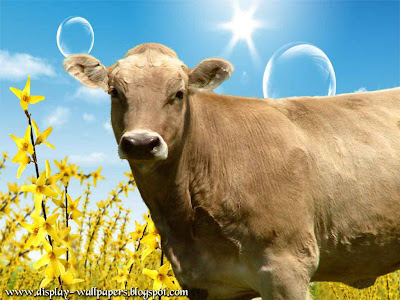 Cow Latest Wallpapers 2013