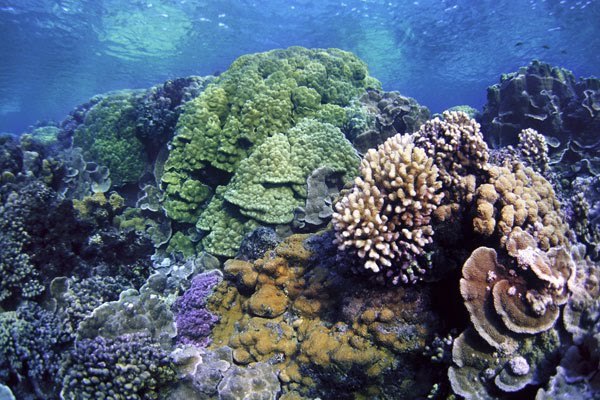 coral picture