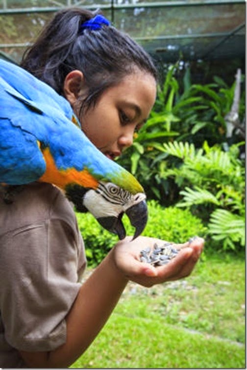 blue and yellow macaw Khunaspix