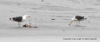 Greater Black-Backed Gull