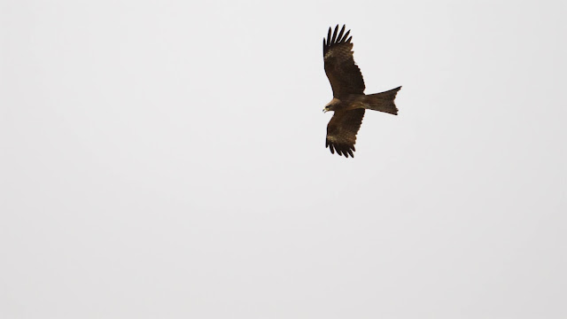 Black Kite (काली चील) - Milvus migrans