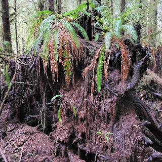 Photo of giant stump of tree that pulled out of the ground and tipped over with green ferns growing up out of the exposed soil