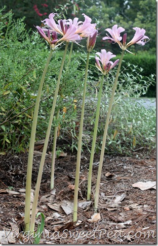 Magic Lilly2