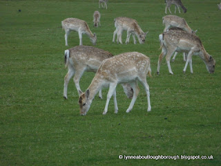 Bradgate deer