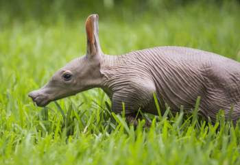 aardvarks images 