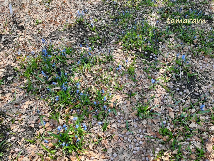 Пролески / Сциллы (Scilla)