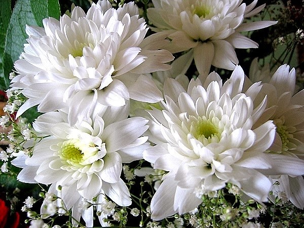  Meanings, Chrysanthemum Pictures, Chrysanthemum Colors click here