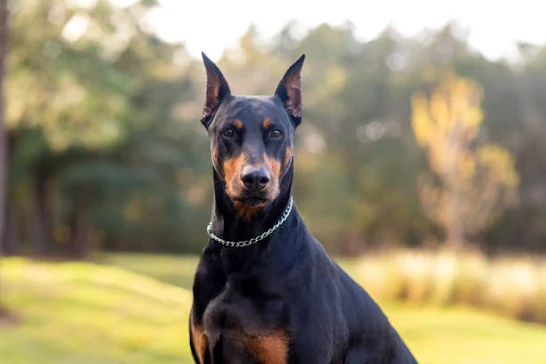 When it comes to dog breeds, the Doberman Pinscher often sparks a mix of curiosity and intrigue. Known for their sleek appearance and confident demeanor, these dogs have garnered a reputation as both loyal companions and formidable protectors.