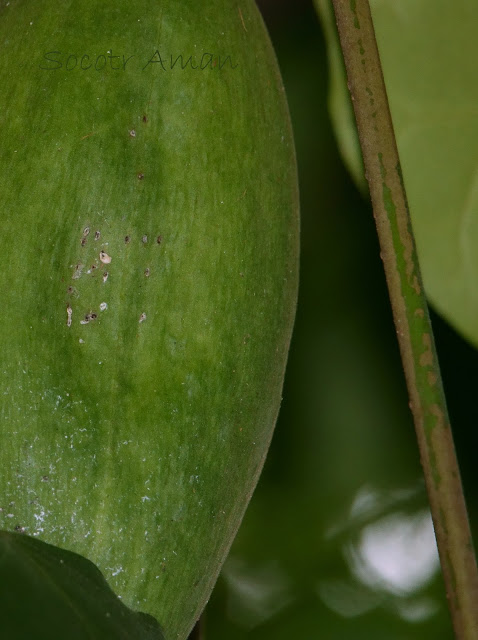 Marsdenia tomentosa