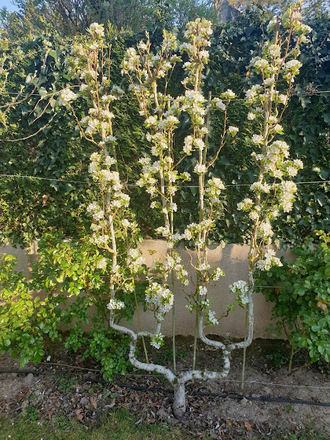 arbre fruitier palissé