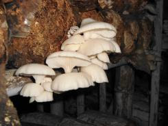 Budidaya jamur tiram adalah usaha sampingan yang bisa di kerjakan di rumah