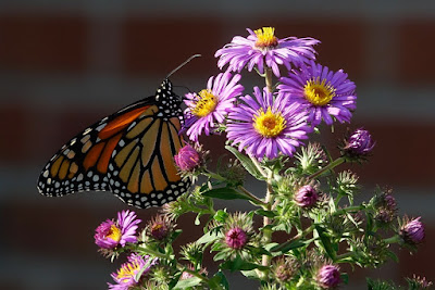 Monarch Butterfly drinking nectar from purple asters photo by Sarah Tobias