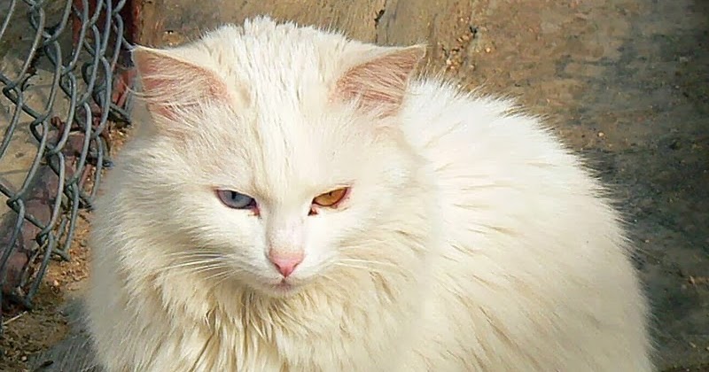 Cara Merawat Kucing Anggora Tanpa Ribet