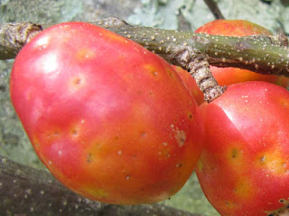 Red Mombin Fruit Pictures