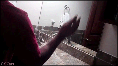 Funny Cat GIF • Playful kitty falling from the sink. Another funny clumsy cat Jump FAIL, haha [ok-cats.com]