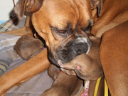 Boxer puppies