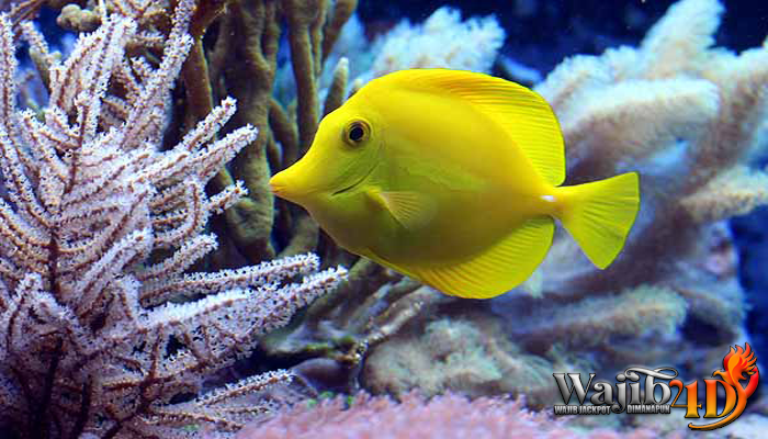 Mengenal Ekosistem Ikan Yellow Tang