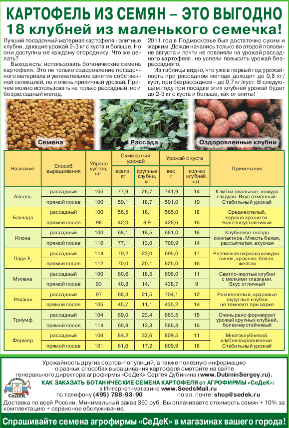 Картофель из семян это выгодно.