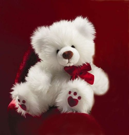 Beautiful White Teddy Bear Image