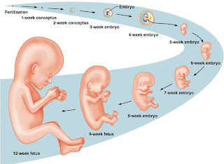 Early pregnancy stages