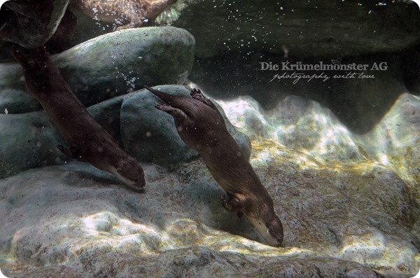 Zoo Frankfurt 100713 (92)