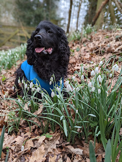 Before and after cropping Boris the Black Cocker Spaniel laying down behind a small clump of Snow Drops out on the common, behind him before cropping it clearly shows Boris is laying in an open area with no Snow Drops, but with a bit of cropping he looks to be laying amongst the Snow drops