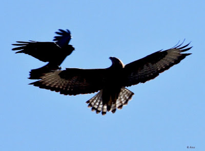 Long-legged Buzzard -   Mobbed by Large-billed Crow  
