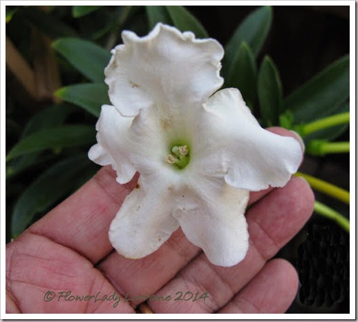 04-23-brunsfelsia-manaca